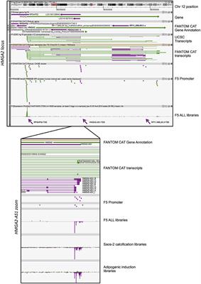 HMGA2 Antisense Long Non-coding RNAs as New Players in the Regulation of HMGA2 Expression and Pancreatic Cancer Promotion